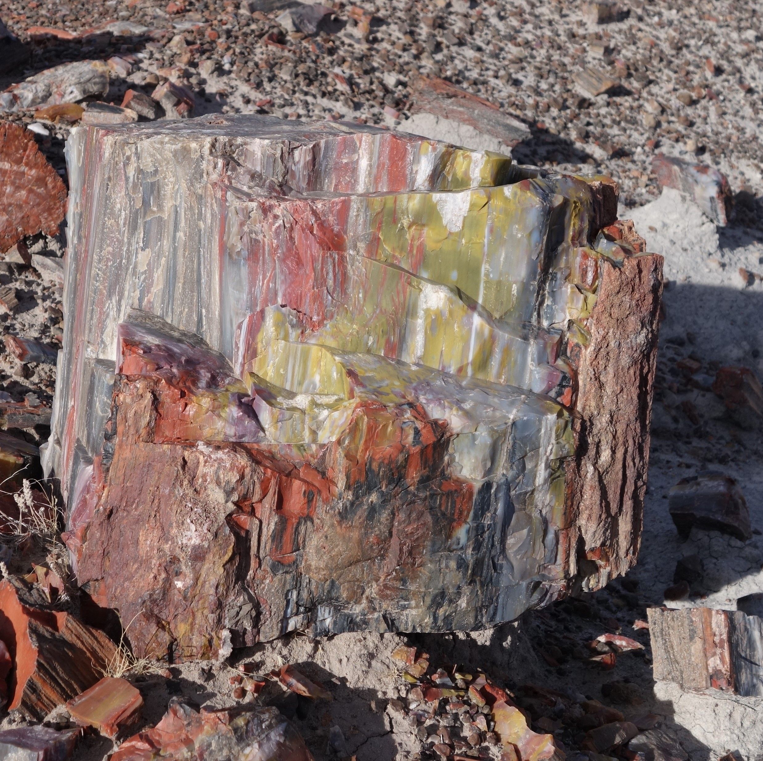 Petrified Forest NP